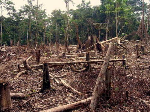 deforestazione-in-amazzonia-3bmeteo-64448